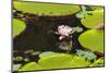 Suriname, Paramaribo. Water Lily and Lily Pads at Fort Nieuw Amsterdam-Alida Latham-Mounted Photographic Print