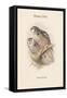 Surnia Funera - Hawk Owl-John Gould-Framed Stretched Canvas