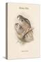 Surnia Funera - Hawk Owl-John Gould-Stretched Canvas