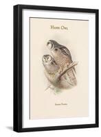 Surnia Funera - Hawk Owl-John Gould-Framed Art Print