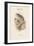 Surnia Funera - Hawk Owl-John Gould-Framed Art Print