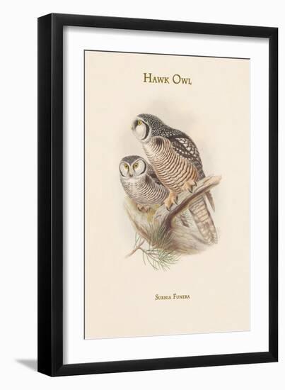 Surnia Funera - Hawk Owl-John Gould-Framed Art Print