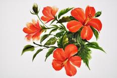 Hot Red Hibiscus-Surovtseva-Art Print