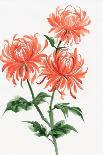 Orange Chrysanthemum-Surovtseva-Art Print