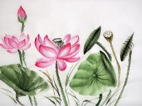 Watercolor Painting Of Pink Lotus-Surovtseva-Art Print