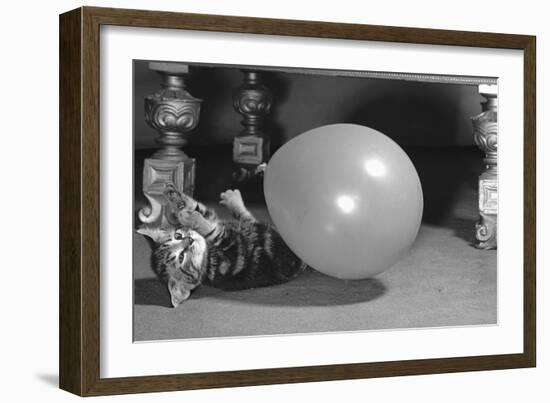 Surprised kitten 1958-Staff-Framed Photographic Print