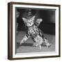 Surprised kitten 1958-Staff-Framed Photographic Print