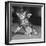 Surprised kitten 1958-Staff-Framed Photographic Print