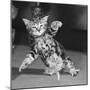Surprised kitten 1958-Staff-Mounted Photographic Print