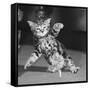 Surprised kitten 1958-Staff-Framed Stretched Canvas