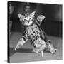 Surprised kitten 1958-Staff-Stretched Canvas