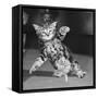 Surprised kitten 1958-Staff-Framed Stretched Canvas