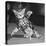 Surprised kitten 1958-Staff-Stretched Canvas