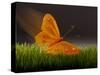 Surreal Butterfly-William Scott-Stretched Canvas