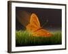 Surreal Butterfly-William Scott-Framed Art Print