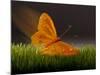 Surreal Butterfly-William Scott-Mounted Art Print