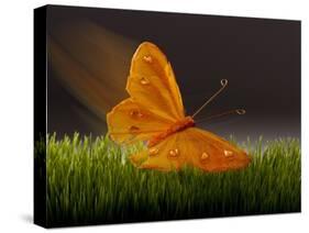 Surreal Butterfly-William Scott-Stretched Canvas