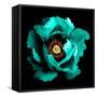 Surreal Dark Chrome Cyan Peony Flower Macro Isolated on Black-BoxerX-Framed Stretched Canvas
