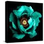 Surreal Dark Chrome Cyan Peony Flower Macro Isolated on Black-BoxerX-Stretched Canvas