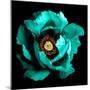 Surreal Dark Chrome Cyan Peony Flower Macro Isolated on Black-BoxerX-Mounted Photographic Print