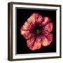 Surreal Dark Chrome Strange Althea Flower Macro Isolated on Black-BoxerX-Framed Photographic Print