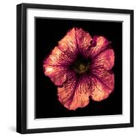 Surreal Dark Chrome Strange Althea Flower Macro Isolated on Black-BoxerX-Framed Photographic Print