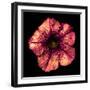 Surreal Dark Chrome Strange Althea Flower Macro Isolated on Black-BoxerX-Framed Photographic Print