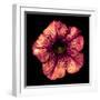 Surreal Dark Chrome Strange Althea Flower Macro Isolated on Black-BoxerX-Framed Photographic Print