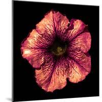 Surreal Dark Chrome Strange Althea Flower Macro Isolated on Black-BoxerX-Mounted Photographic Print