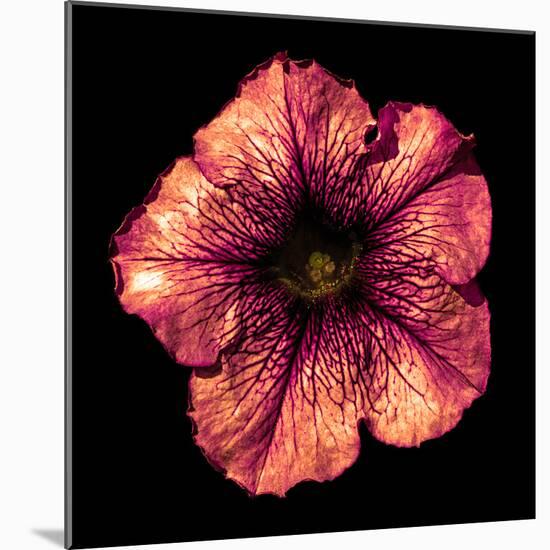 Surreal Dark Chrome Strange Althea Flower Macro Isolated on Black-BoxerX-Mounted Photographic Print