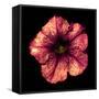 Surreal Dark Chrome Strange Althea Flower Macro Isolated on Black-BoxerX-Framed Stretched Canvas