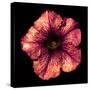 Surreal Dark Chrome Strange Althea Flower Macro Isolated on Black-BoxerX-Stretched Canvas