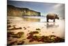 Surreal Scene of a Big Rhinoceros in an Empty Beach-Carlos Caetano-Mounted Photographic Print