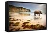 Surreal Scene of a Big Rhinoceros in an Empty Beach-Carlos Caetano-Framed Stretched Canvas