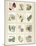 Surrey Garden Fragments-Hewitt-Mounted Giclee Print