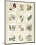 Surrey Garden Fragments-Annabel Hewitt-Mounted Art Print
