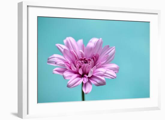 Surrounded in Blue-Gail Peck-Framed Photographic Print