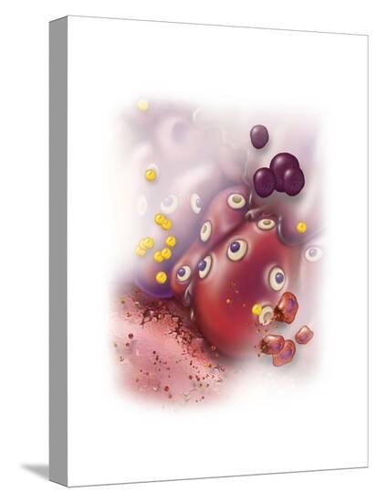 Stretched Canvas Print, , large