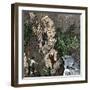 Surveying the Route for the Transcontinental Railroad Through Humboldt Pass, Sierra Nevada-null-Framed Giclee Print