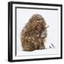 Surviving-C.S. Tjandra-Framed Photographic Print