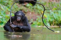 Bonobo ( Pan Paniscus)   Portrait.-SURZ-Photographic Print