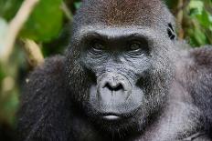 Bonobo ( Pan Paniscus)   Portrait.-SURZ-Photographic Print