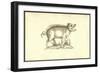 Sus Biceps-Ulisse Aldrovandi-Framed Art Print