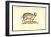 Sus Capite & Pedibus Humanis-Ulisse Aldrovandi-Framed Art Print