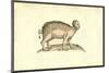 Sus Capite & Pedibus Humanis-Ulisse Aldrovandi-Mounted Art Print