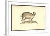 Sus Capite & Pedibus Humanis-Ulisse Aldrovandi-Framed Art Print