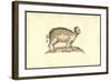 Sus Capite & Pedibus Humanis-Ulisse Aldrovandi-Framed Art Print