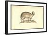 Sus Capite & Pedibus Humanis-Ulisse Aldrovandi-Framed Art Print