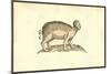 Sus Capite & Pedibus Humanis-Ulisse Aldrovandi-Mounted Art Print