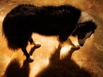 A Collie Dog Standing in the Evening Sunlight-Susan Bein-Laminated Photographic Print